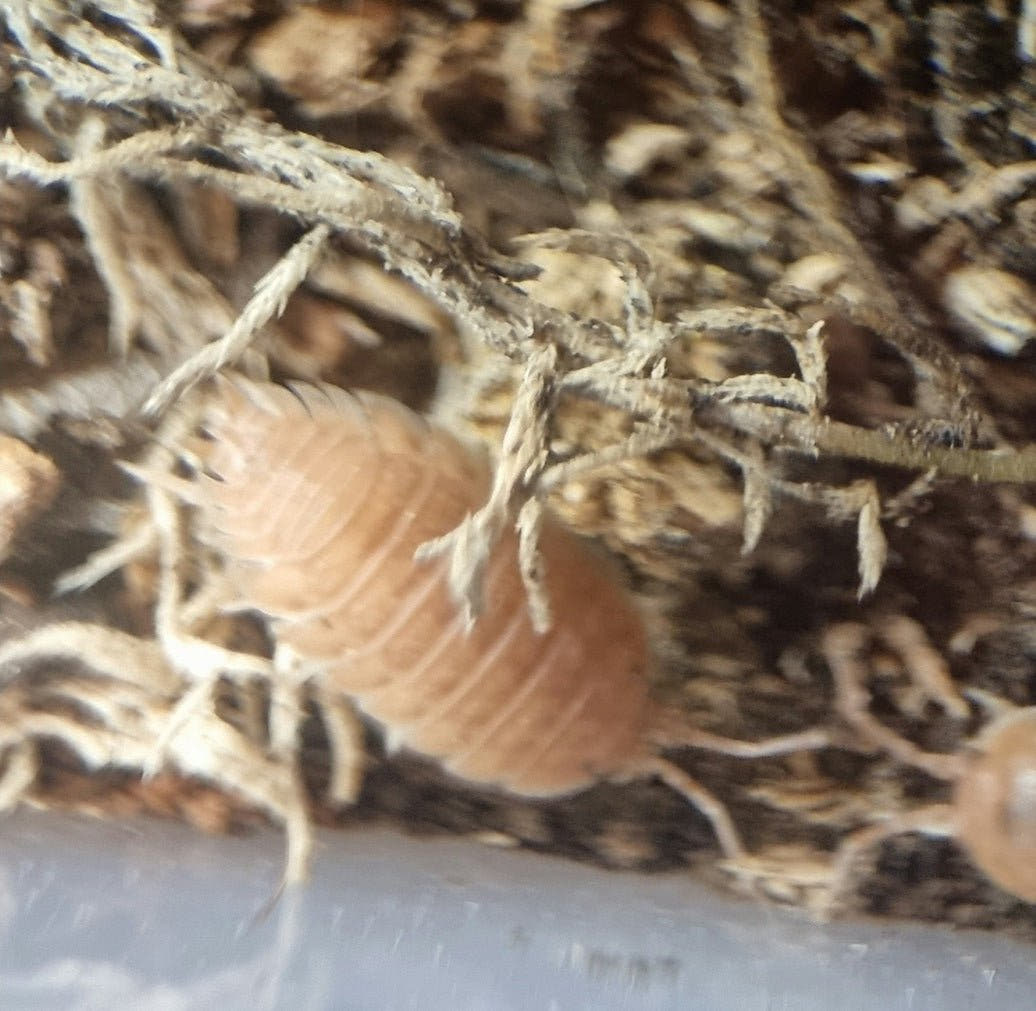 Giant orange isopod
