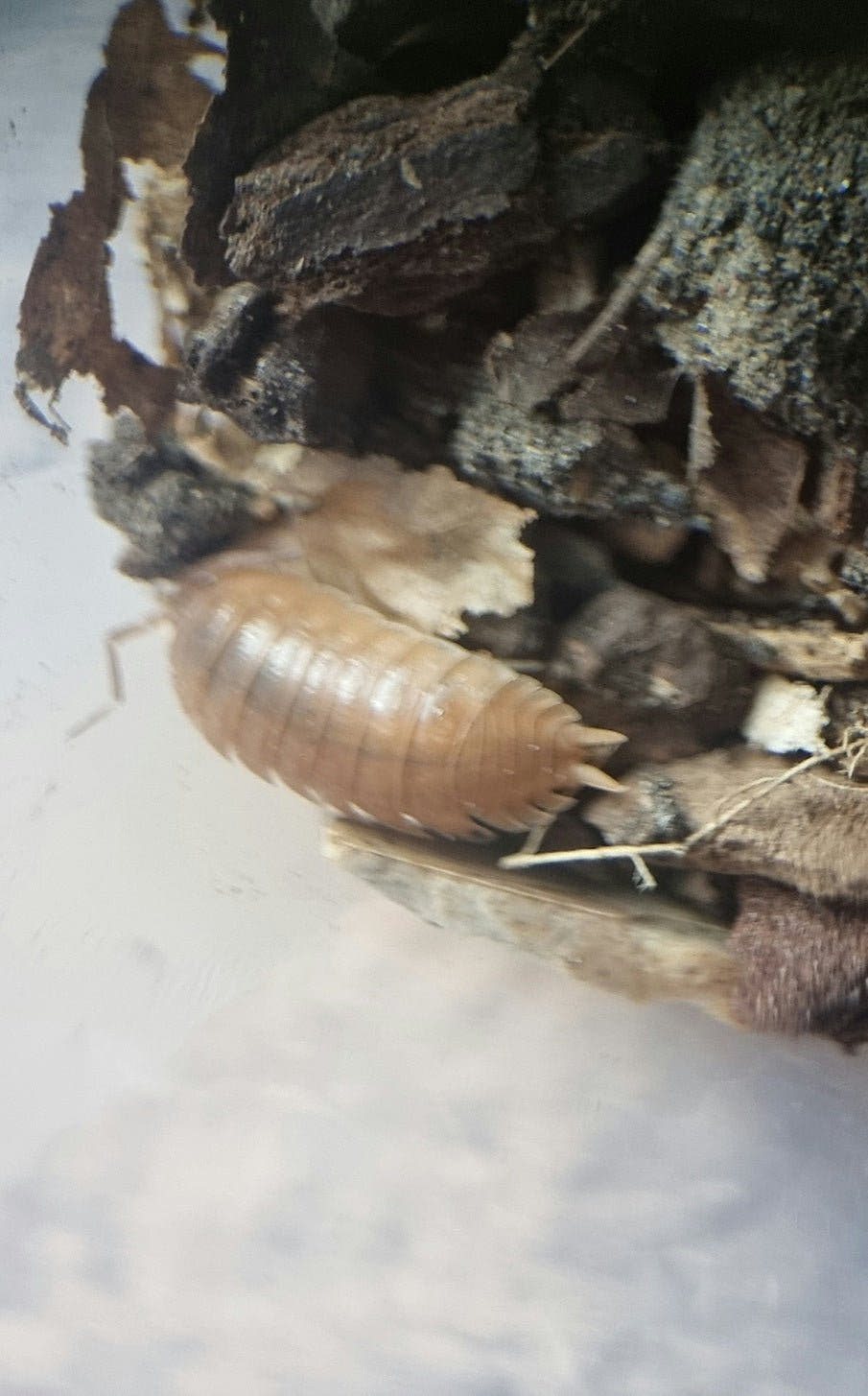 Giant orange isopods