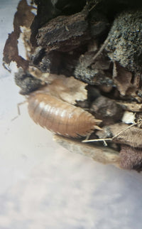 Giant orange isopods