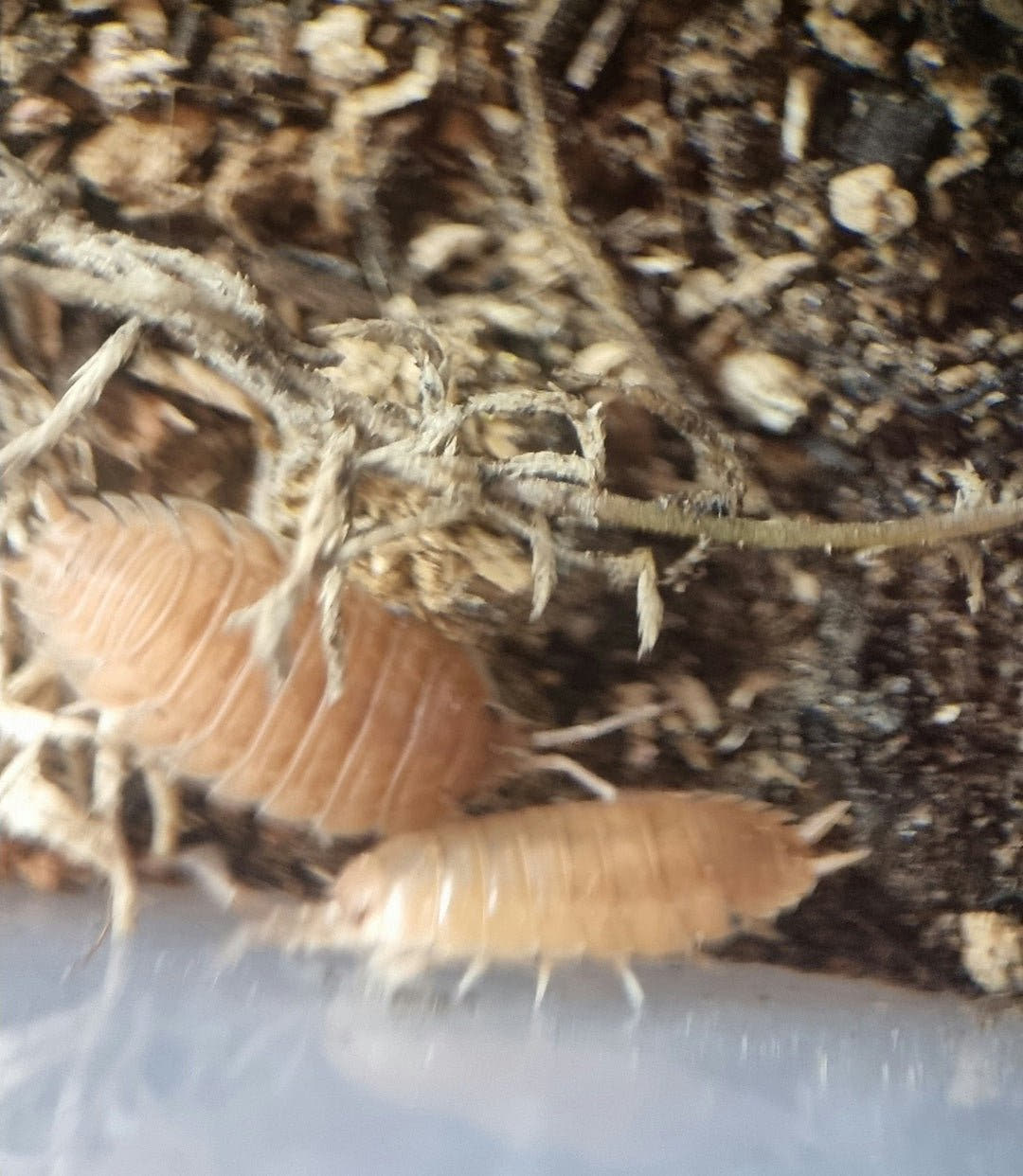 Giant orange isopods