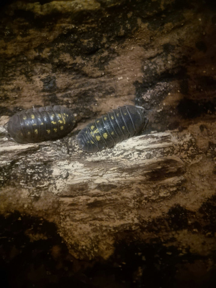 black isopods with random yellow blotches/messy spots resting on brown and orange wood