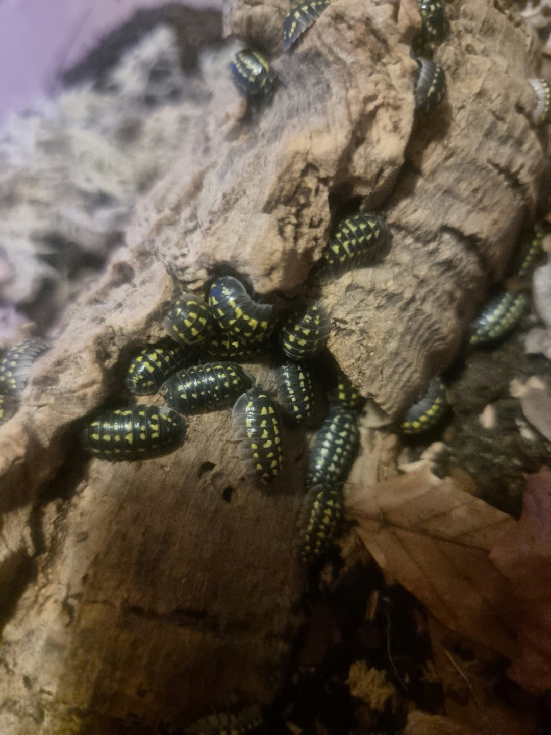 High yellow spotted isopods