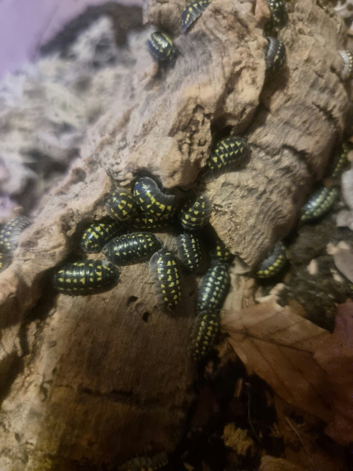High yellow spotted isopods