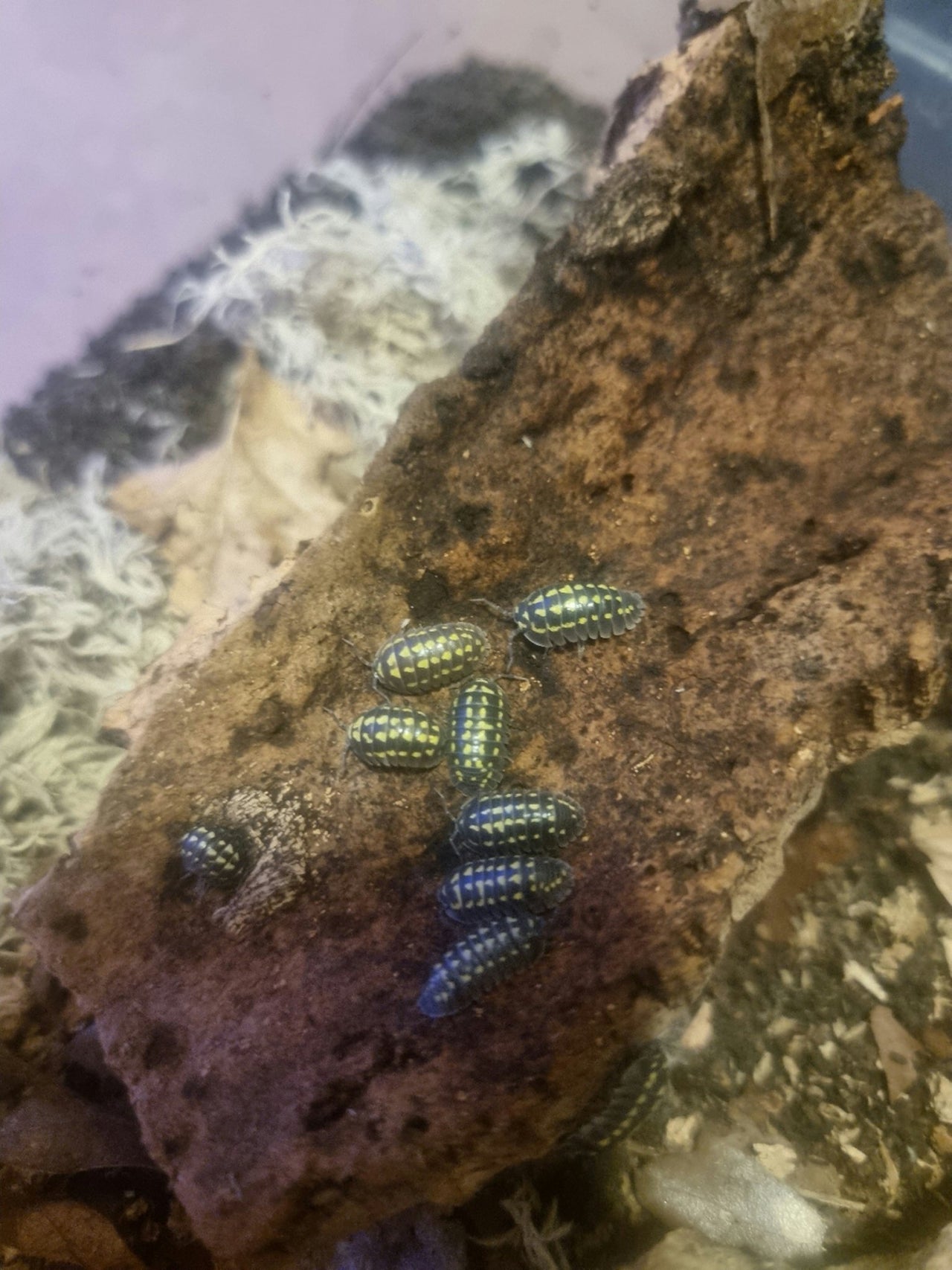 High yellow spotted giant isopods