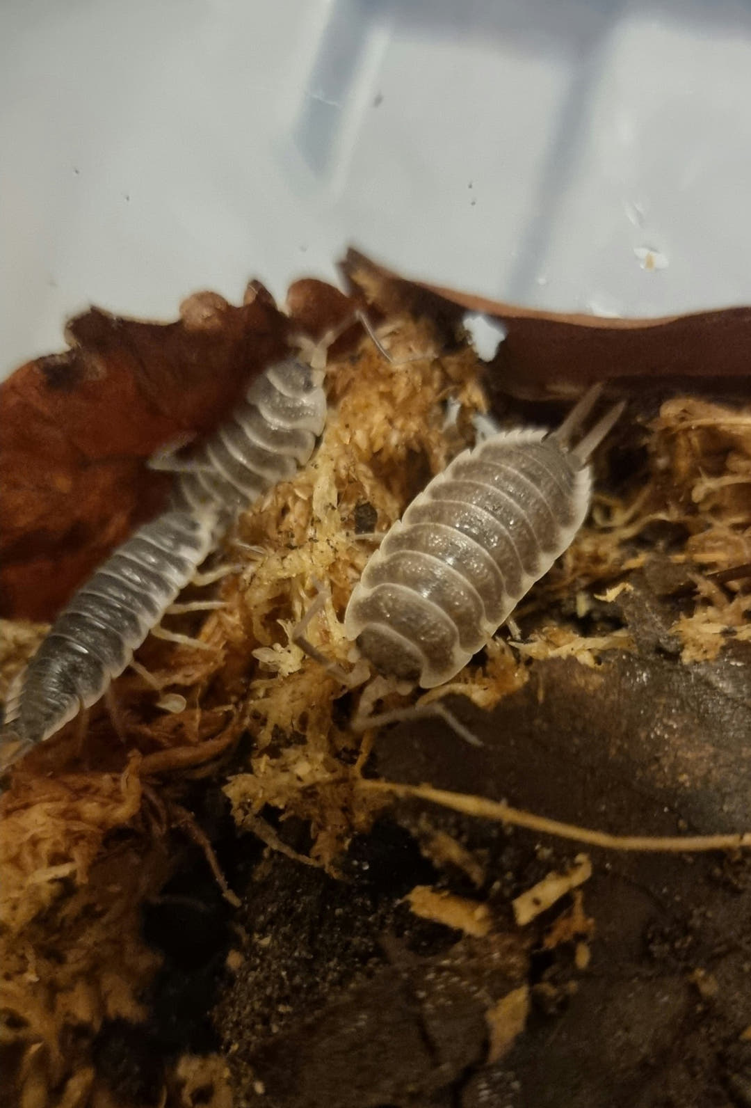 Pale grey Titan isopods on loose dried moss and brown leaves inside a clear tub, one cut off at the left edge.