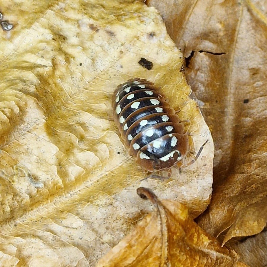 Dubrovnik Isopods (Armadillidium Klugii)