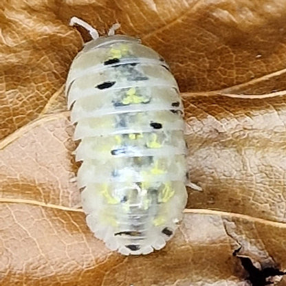 Armadillidium Vulgare Isopod