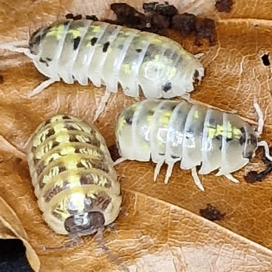 Magic Potion Isopods (Armadillidium Vulgare)