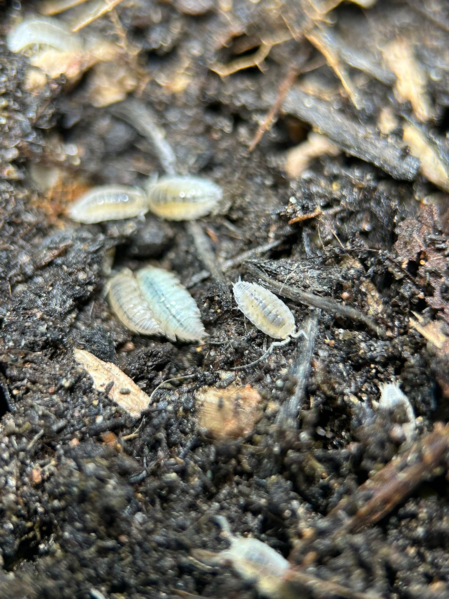 dwarf white isopods