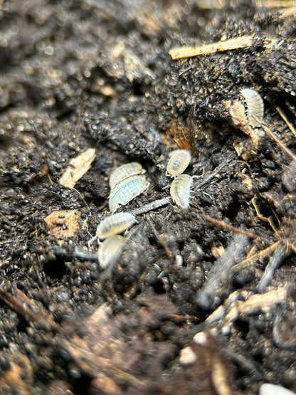 dwarf white isopods