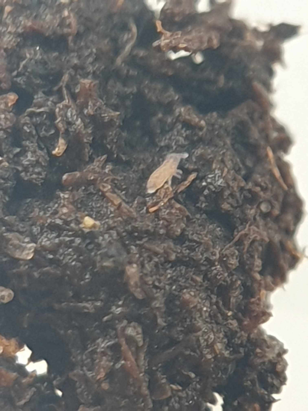 Lilac springtail