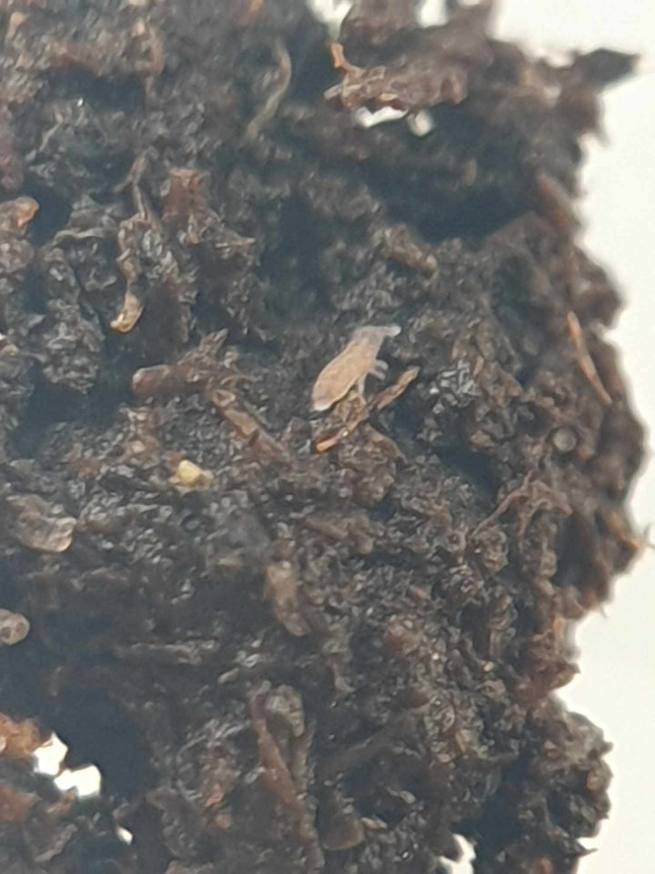Lilac springtail