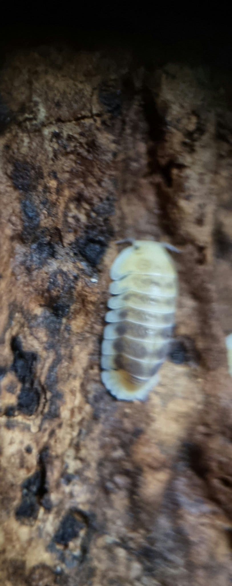 Jupiter isopod