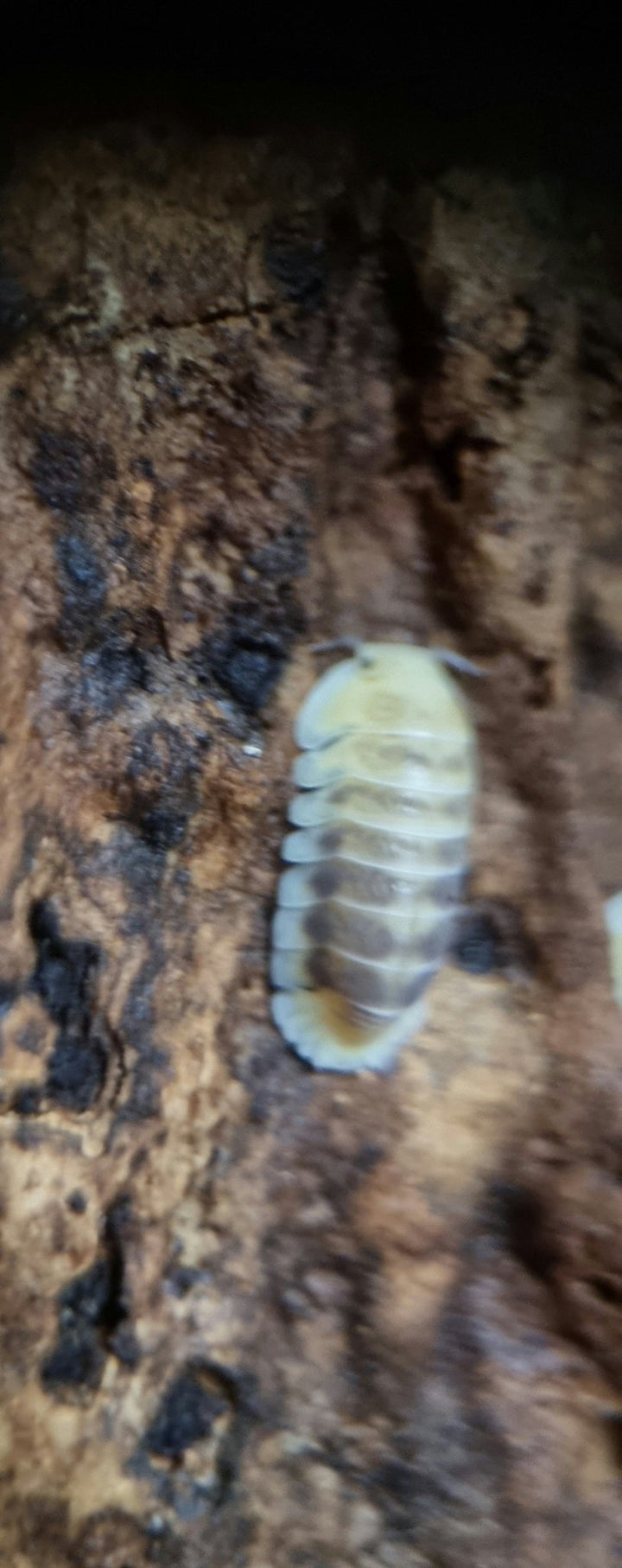 Jupiter isopod