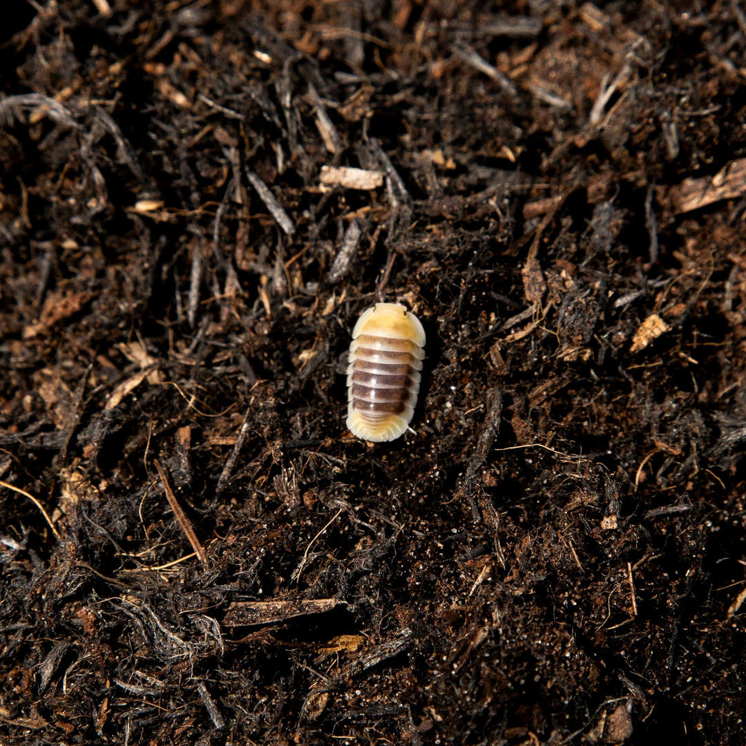 Jupiter Isopod