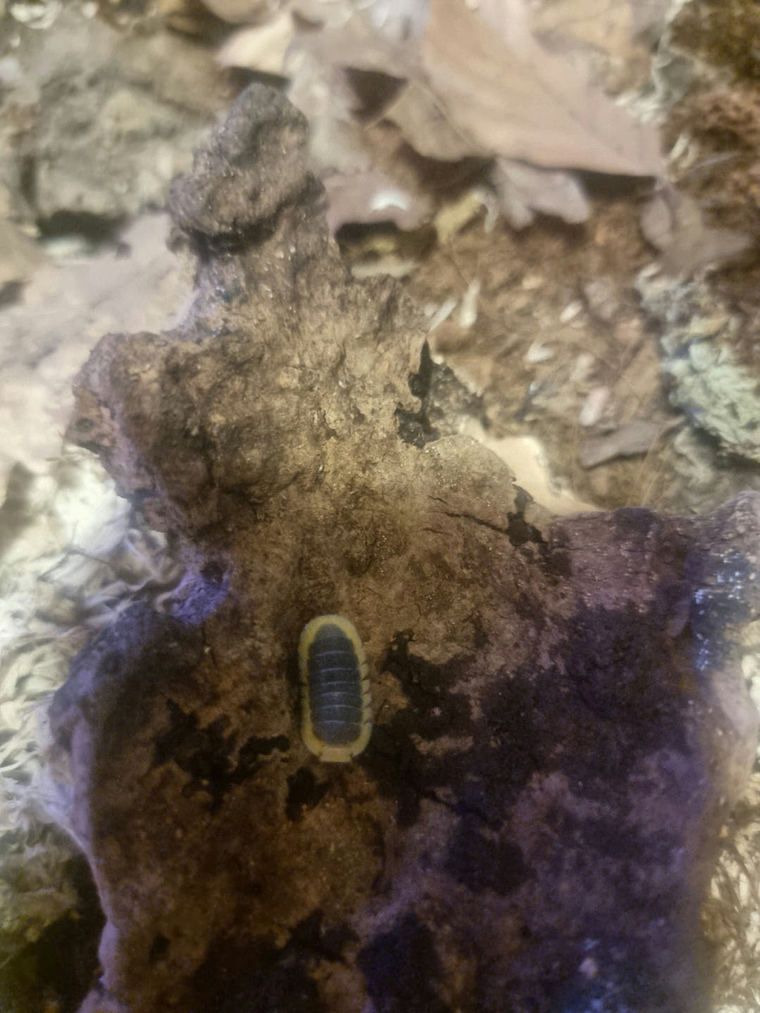 Lemon blue isopod