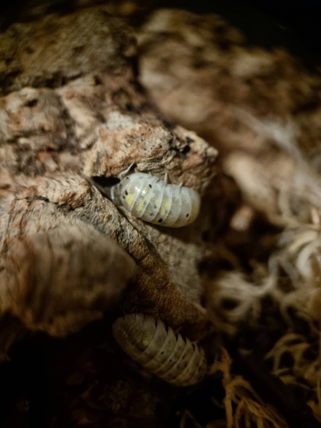 Postpods | Magic Potion Isopods (Armadillidium Vulgare) | Captive Bred ...