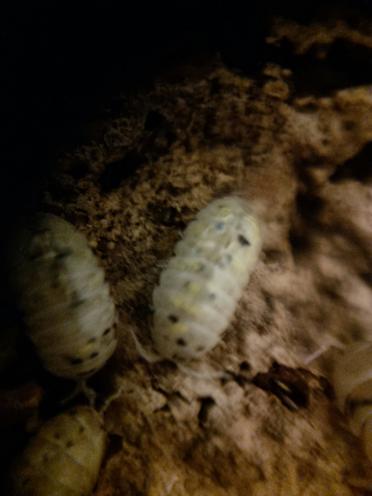 Magic potion isopods for sale