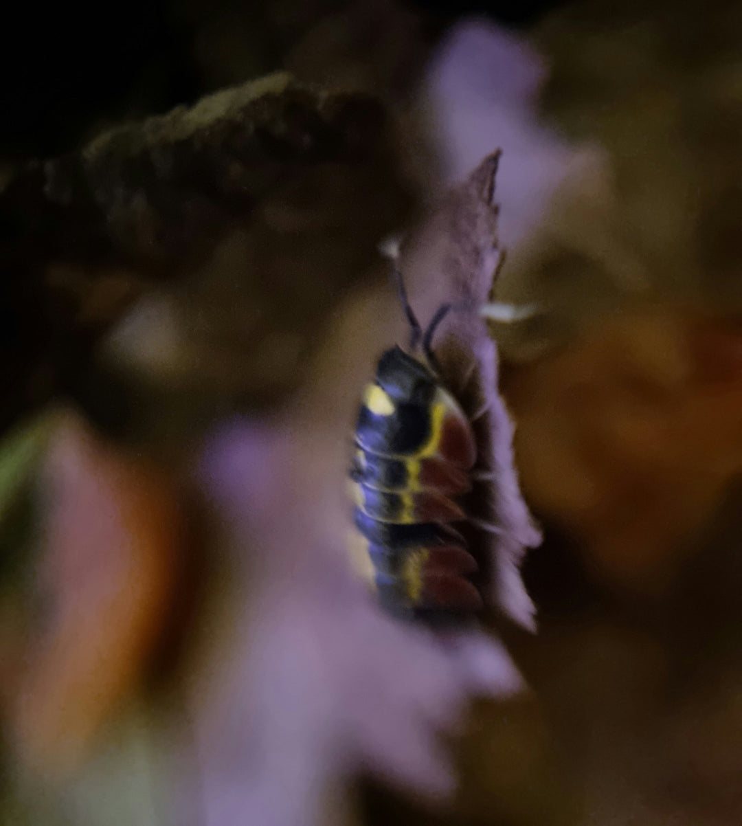 Merulanella sp. Red Diablo Isopods