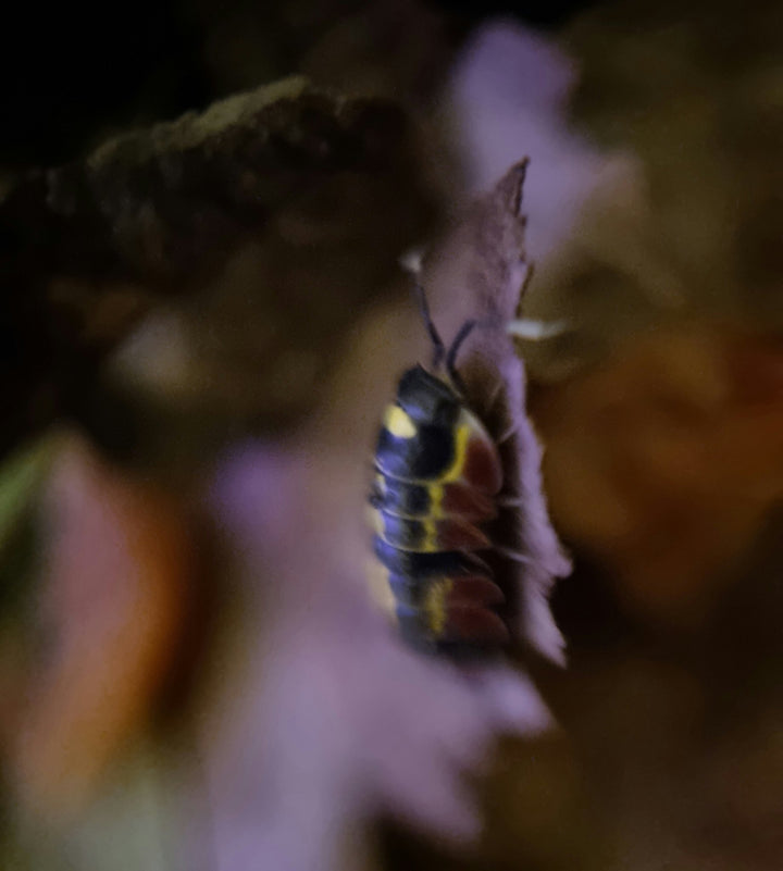 Merulanella sp. Red Diablo Isopods