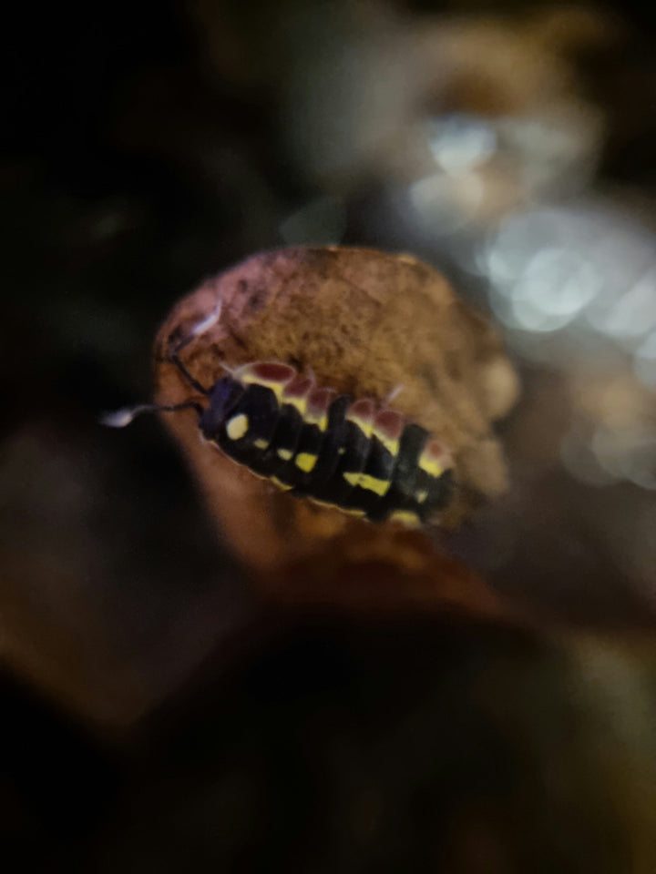 Merulanella sp. Red Diablo Isopods