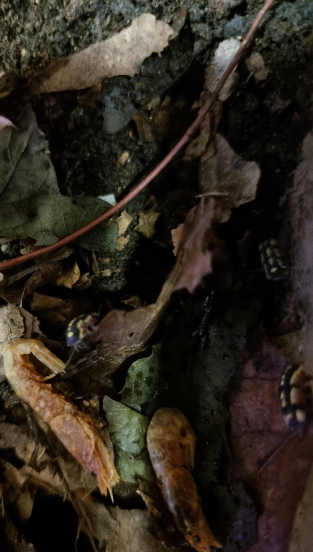 Merulanella sp. Red Diablo Isopods