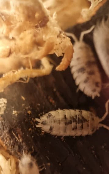 Moo cow isopod
