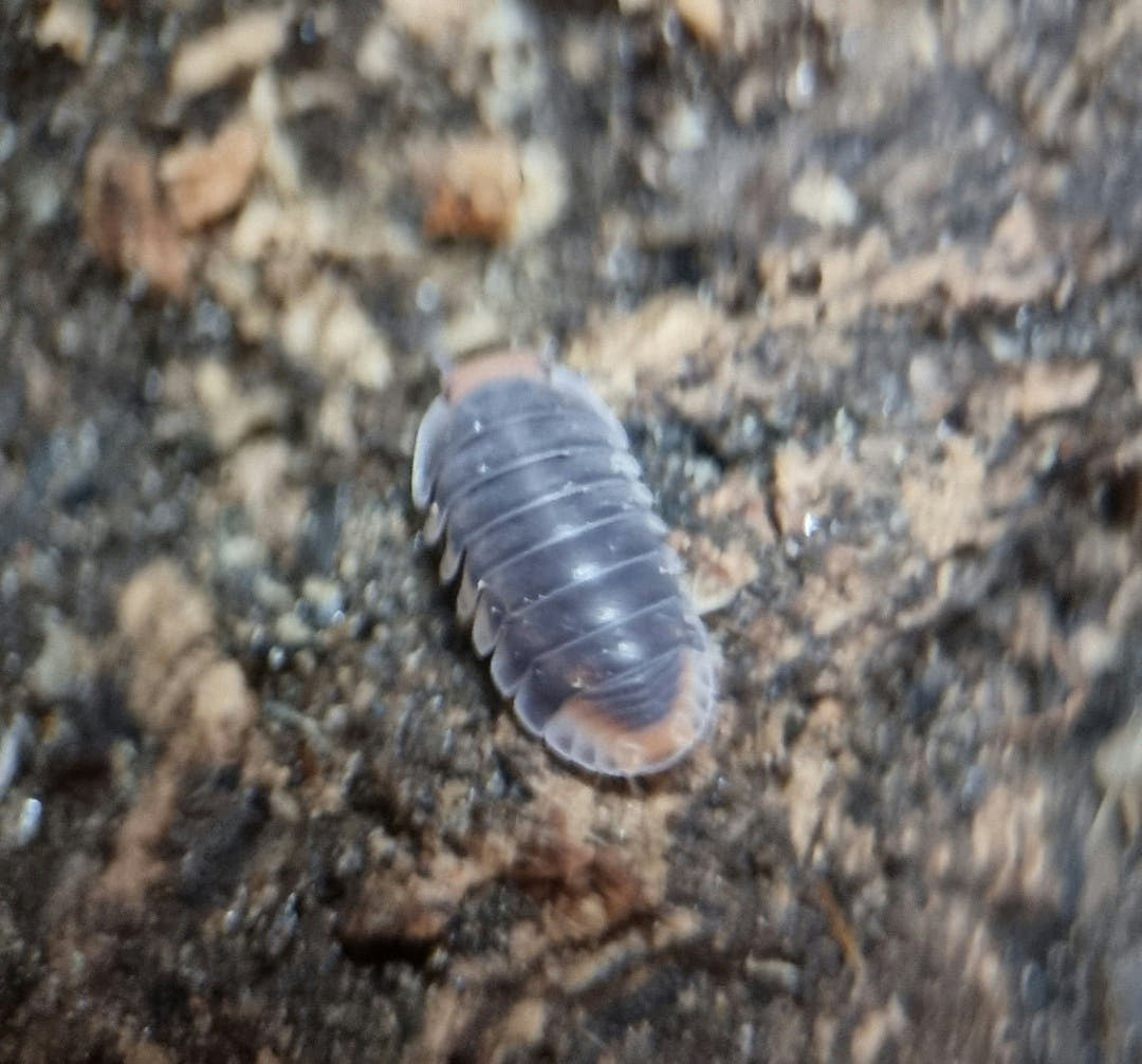 Pak chong isopod