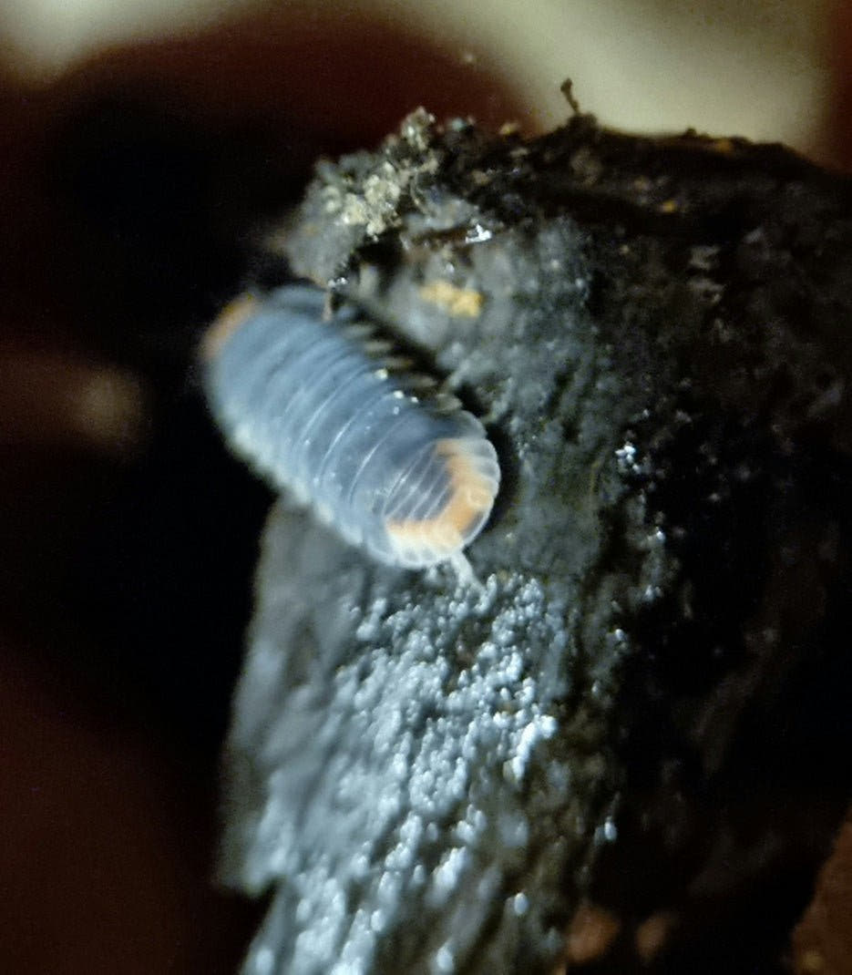 Pak chomg isopod