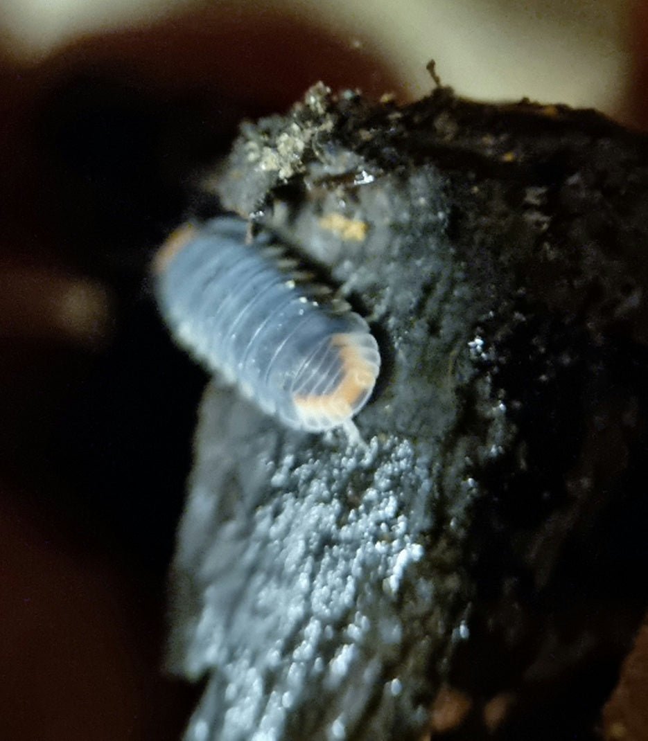 Pak chomg isopod