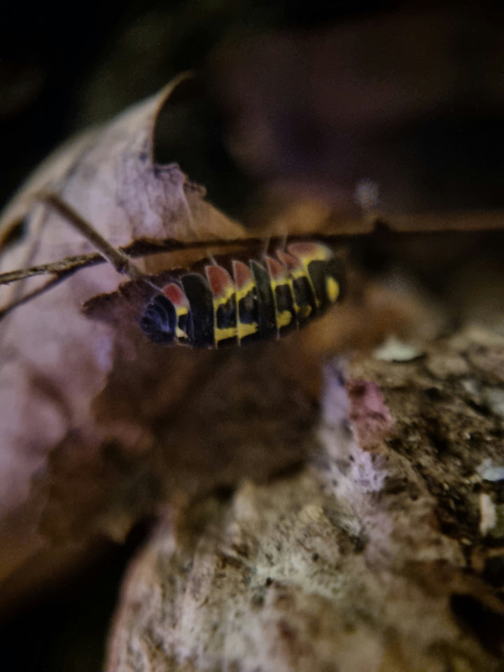 Red Diablo Isopods