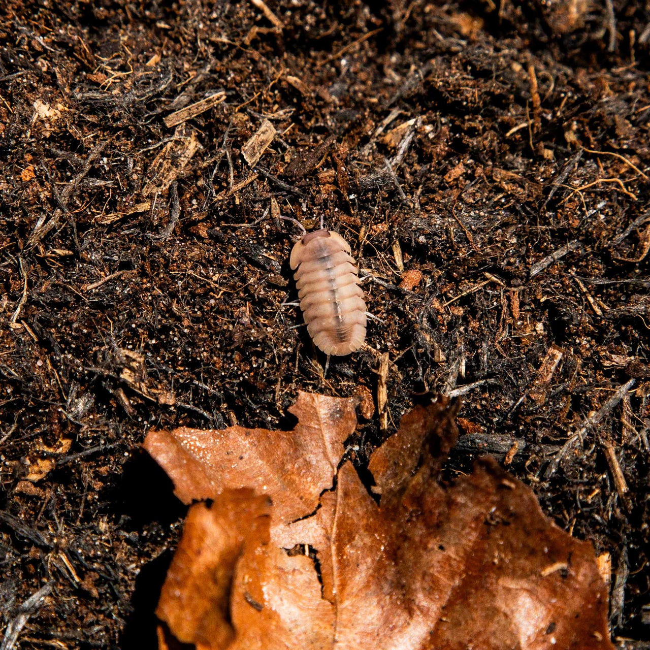 Red Edge Blonde Isopod