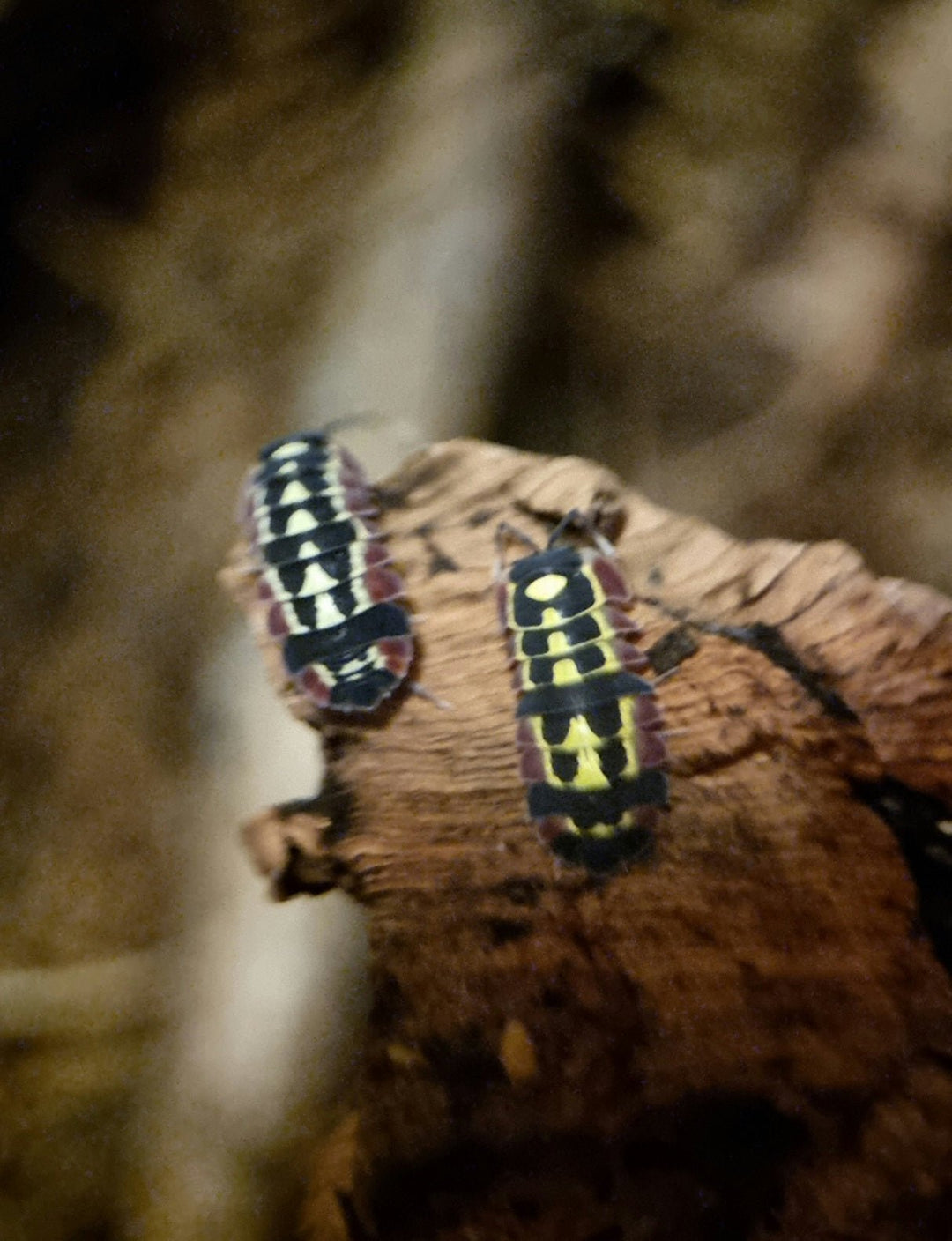 Red diablo isopods