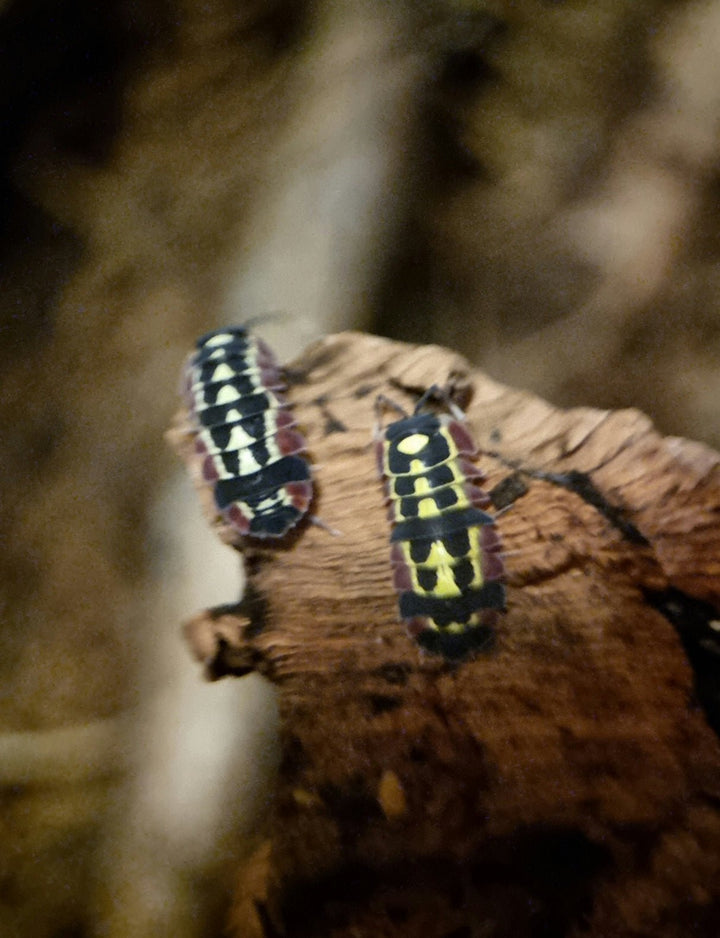 Red diablo isopods