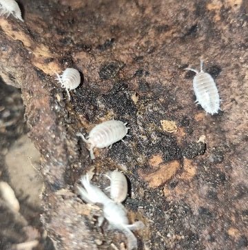 Five bright white isopods well spaced across dark brown bark, each one clearly separated against the background