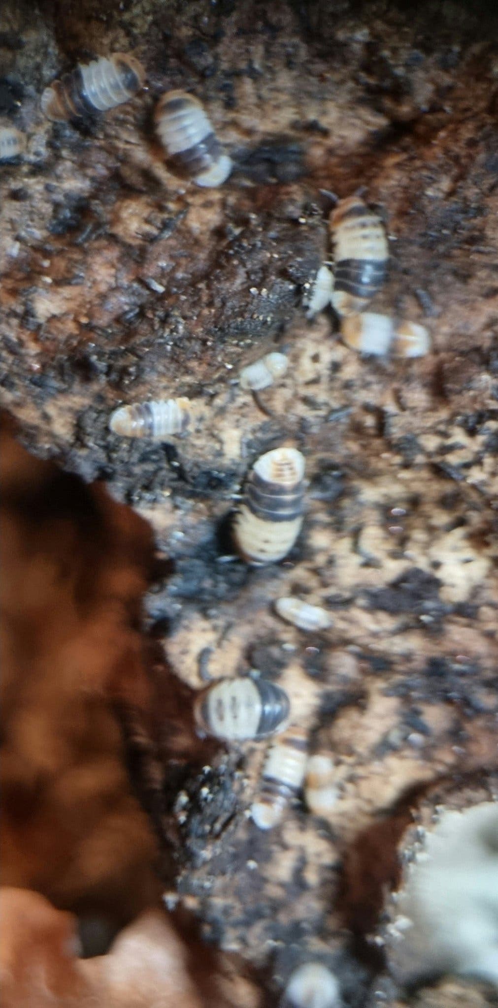 White shark isopods