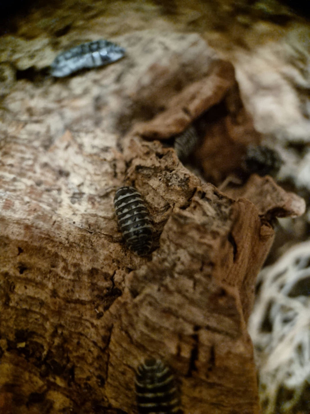 Zebra isopods