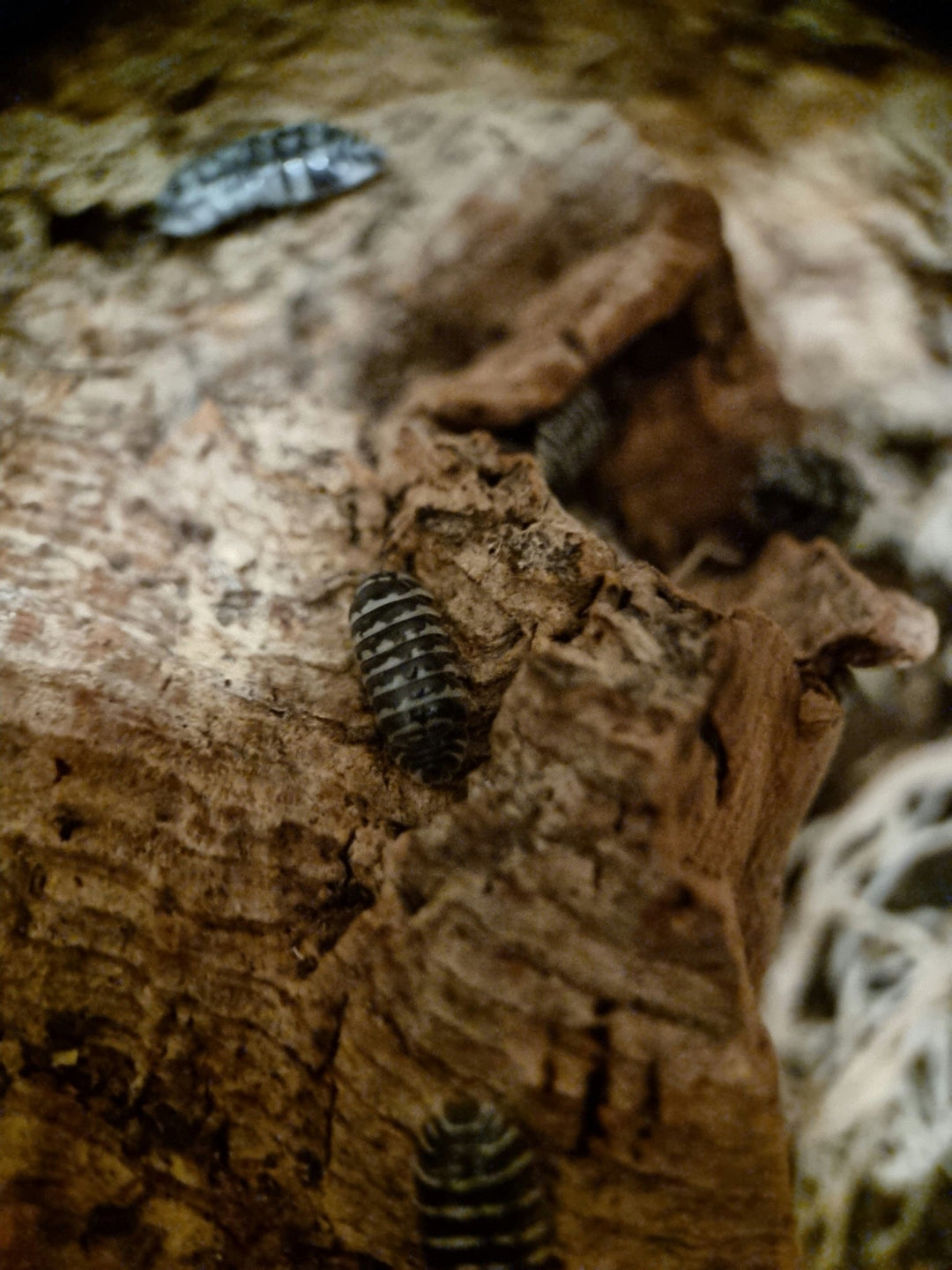 Zebra isopods