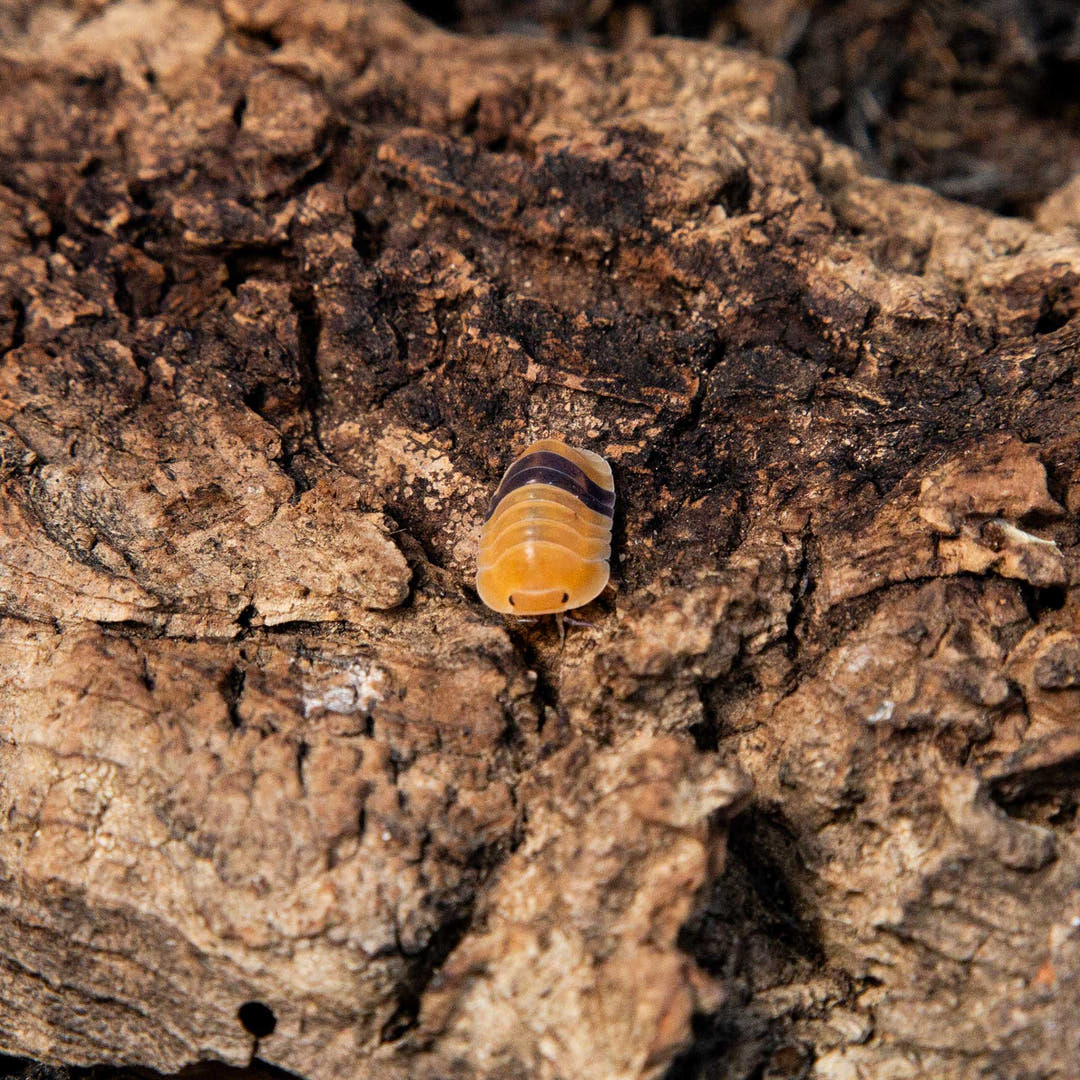 An Amber Ducky isopod, amber with a dark band across its back, on cork bark.