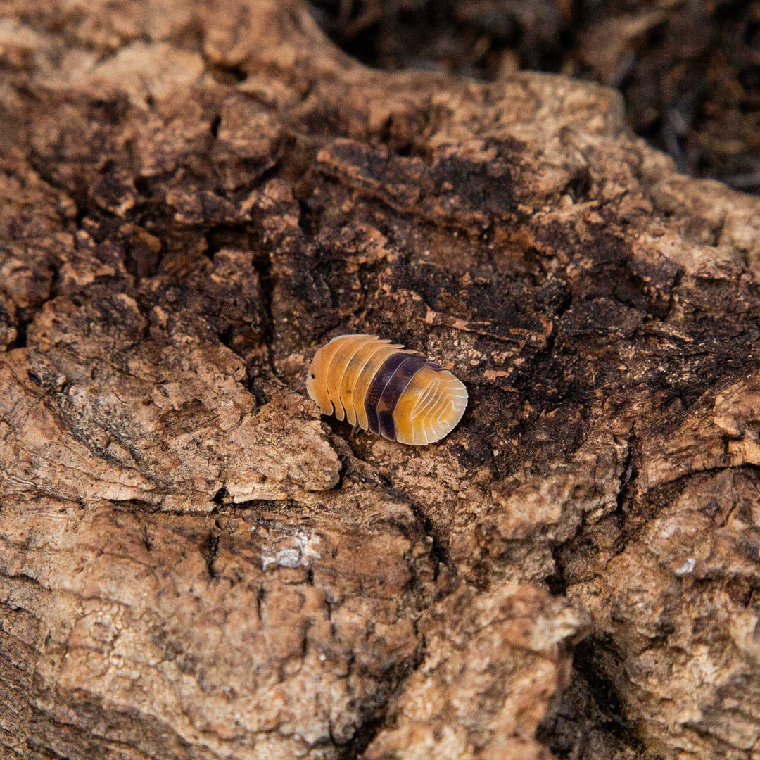 An Amber Ducky isopod, honey-orange with a dark purple band across its back, on cork bark.