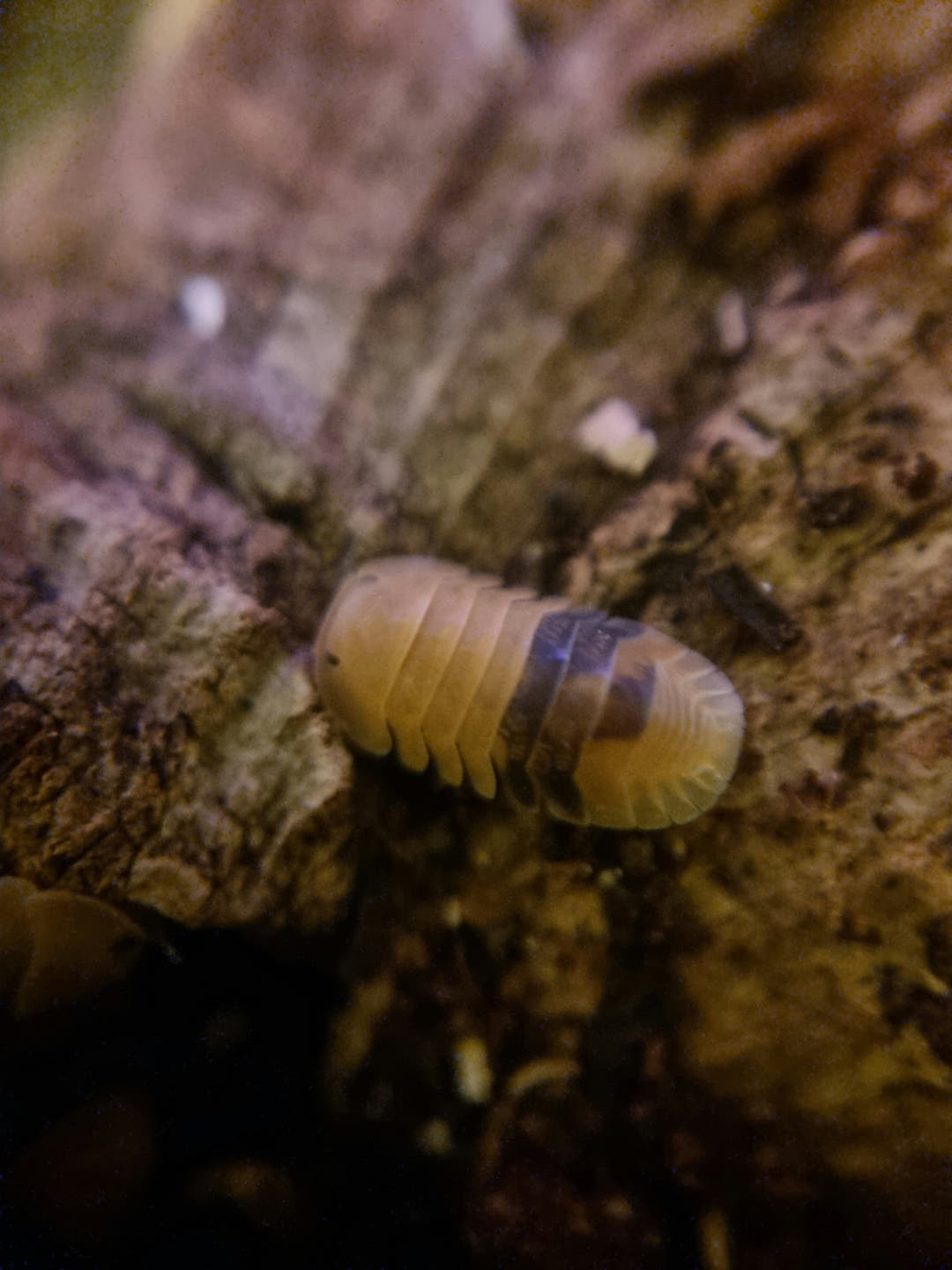 Close-up of an amber Armadillidium isopod on bark in a bioactive setup