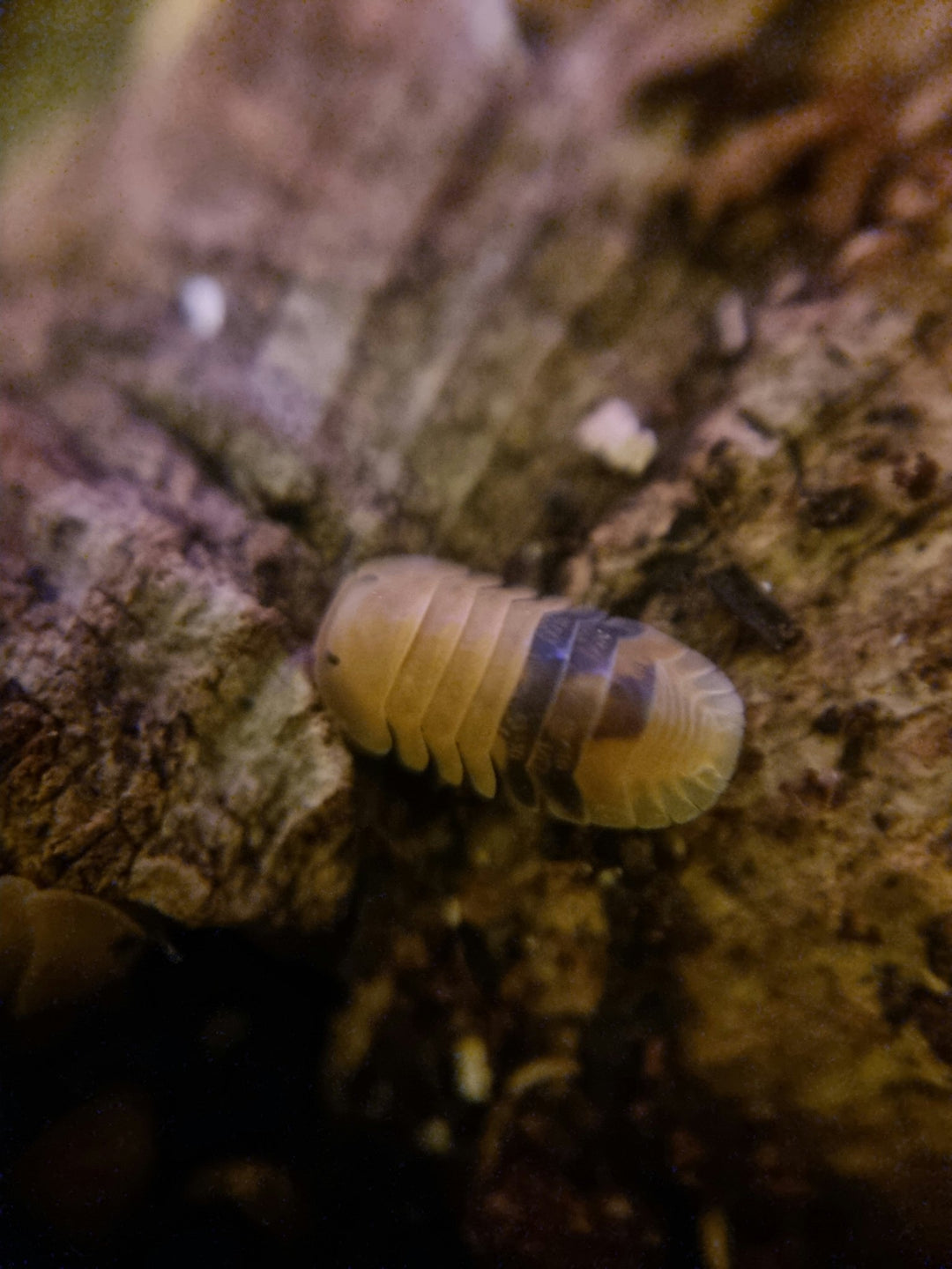 Close-up of an amber Armadillidium isopod on bark in a bioactive setup