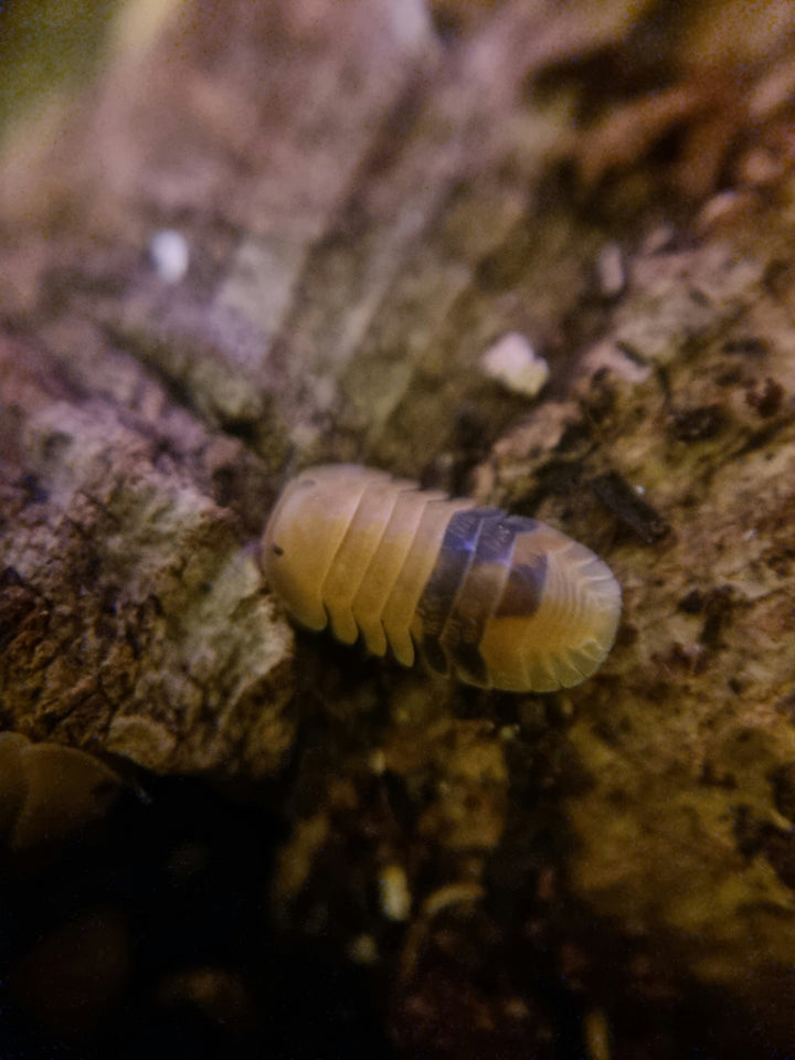 Close-up of an amber Armadillidium isopod on bark in a bioactive setup