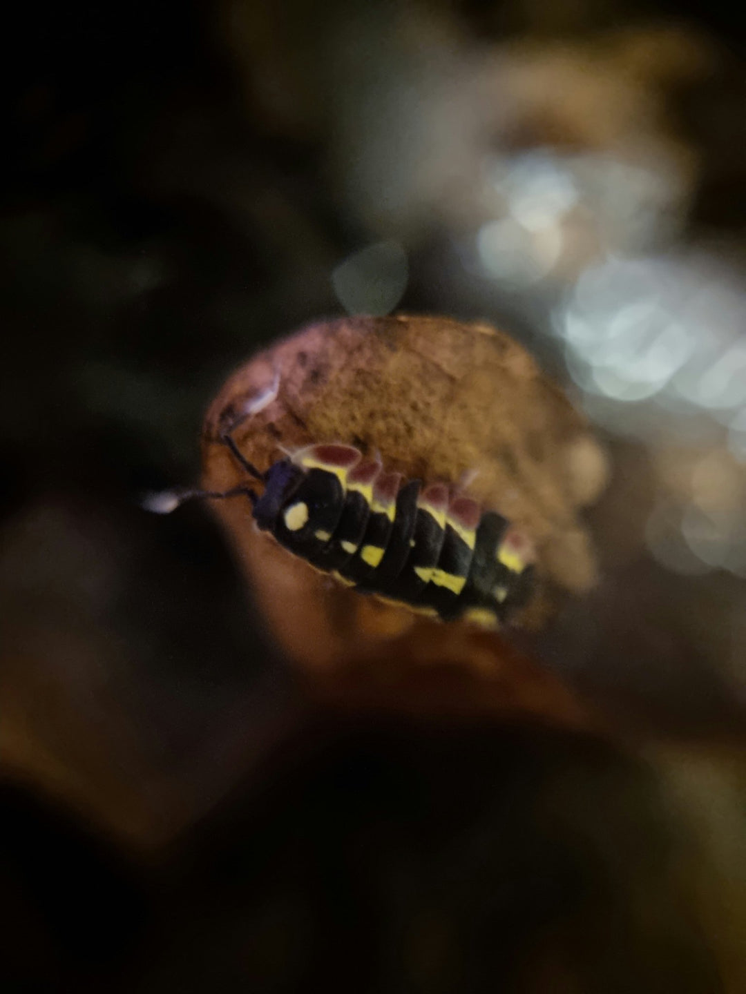 Close-up of a single Red Diablo isopod, black body with yellow and red patterning