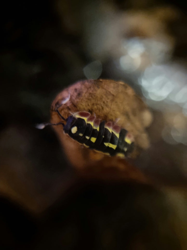 Close-up of a single Red Diablo isopod, black body with yellow and red patterning