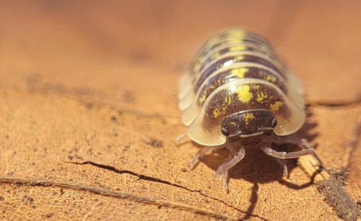 An Armadillidium ruffoi isopod seen head-on, its yellow spotting bright against a dark body.