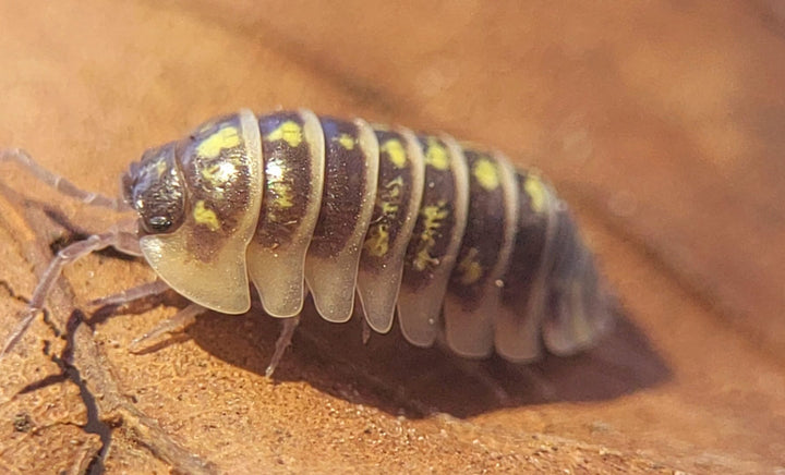 An Armadillidium ruffoi isopod in side view, dark with bright yellow spots and pale edges, on an orange-brown bark surface.