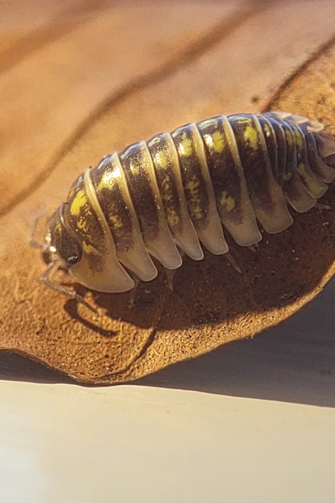 An Armadillidium ruffoi isopod in side view, bright yellow spots over a dark brown back and pale translucent edges.
