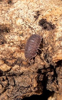 c murina isopods