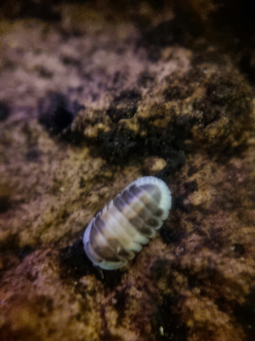 cappuccino isopod
